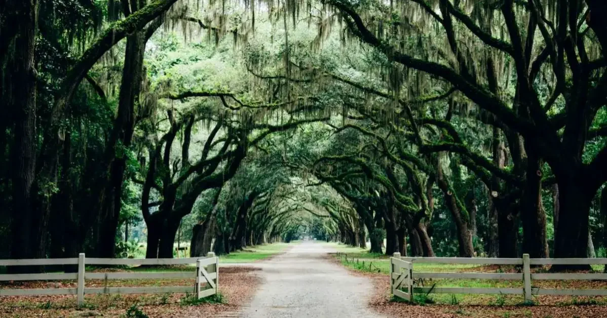 Tree archway in Savannah, Georgia
