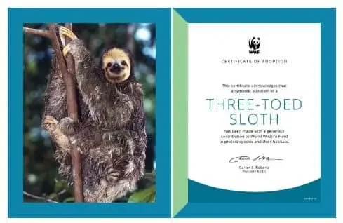A certificate from the WWF for adopting a sloth