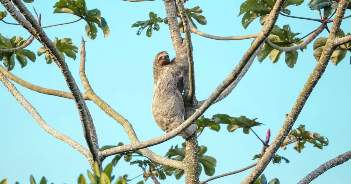 A photo co a sloth in a tree